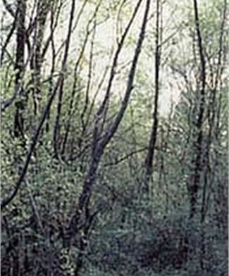 Biotopo Fontanazzo